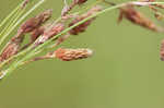 Rufous bulrush